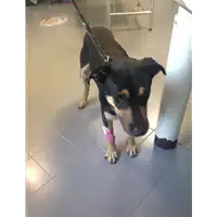 Foto dell\'animale cane - Matr. 2017/2063 - Microchip 380260043285109