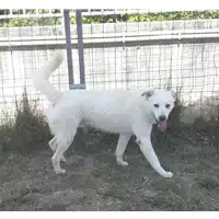 Foto dell\'animale cane - Matr. 2015/2238 - Microchip 380260042530768