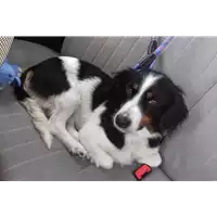 Foto dell\'animale cane - Matr. 2017/2065 - Microchip 380260010342857