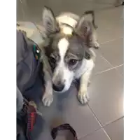 Foto dell\'animale cane - Matr. 2017/2066 - Microchip 380260043268443