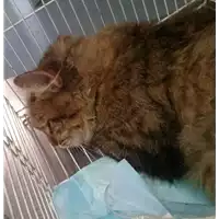 Foto dell\'animale gatto - Matr. 2017/2068 - Microchip 380260043269079