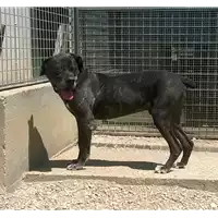 Foto dell\'animale cane - Matr. 2012/0684 - Microchip 981100002011381