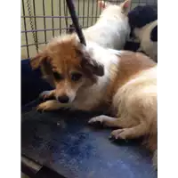 Foto dell\'animale cane - Matr. 2017/1981 - Microchip 380260100518913