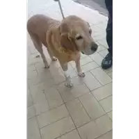 cane - Matr. 2017/2073 - Microchip 985120030046718