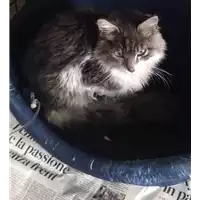 Foto dell\'animale gatto - Matr. 2017/2076 - Microchip 380260043147693