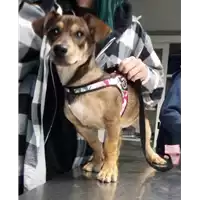 Foto dell\'animale cane - Matr. 2017/0388 - Microchip 380260043148265