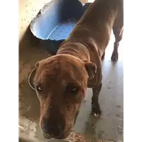 Foto dell\'animale cane - Matr. 2017/2080 - Microchip 380260002844120