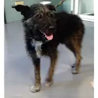 Foto dell\'animale cane - Matr. 2017/2088 - Microchip 981098102009530