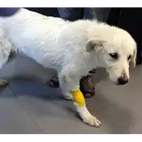 Foto dell\'animale cane - Matr. 2017/2089 - Microchip 380260043147256