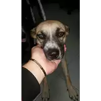 Foto dell\'animale cane - Matr. 2017/2092 - Microchip 380260043147929