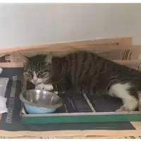 Foto dell\'animale gatto - Matr. 2017/2099 - Microchip 380260043147752