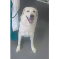 Foto dell\'animale cane - Matr. 2017/2101 - Microchip 380260043147768