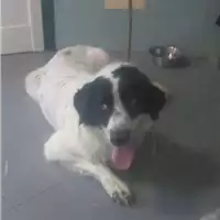Foto dell\'animale cane - Matr. 2017/2102 - Microchip 380260043146512
