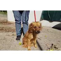 Foto dell\'animale cane - Matr. 2017/0875 - Microchip 380260043257441