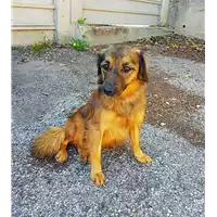 Foto dell\'animale cane - Matr. 2017/0876 - Microchip 380260043258025