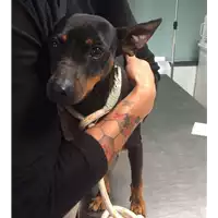 Foto dell\'animale cane - Matr. 2017/2111 - Microchip 380260043148402
