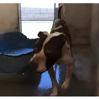 Foto dell\'animale cane - Matr. 2017/2119 - Microchip 380260043269013