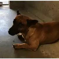 Foto dell\'animale cane - Matr. 2017/2124 - Microchip 380260043148159