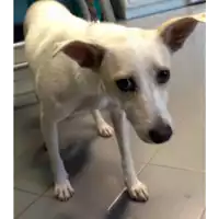 Foto dell\'animale cane - Matr. 2017/2087 - Microchip 380260043148376