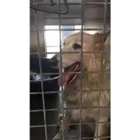 Foto dell\'animale cane - Matr. 2017/1831 - Microchip 981100000437065
