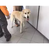 Foto dell\'animale cane - Matr. 2017/2127 - Microchip 380260043116790