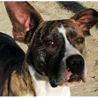 Foto dell\'animale cane - Matr. 2017/2130 - Microchip 380260080279774