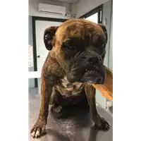 Foto dell\'animale cane - Matr. 2017/2131 - Microchip 380260043150628