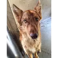 cane - Matr. 2017/1605 - Microchip 380260043258631