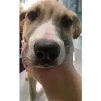 Foto dell\'animale cane - Matr. 2017/2140 - Microchip 380260043268669