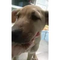 Foto dell\'animale cane - Matr. 2017/2139 - Microchip 380260043148225