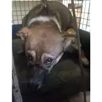 cane - Matr. 2017/2142 - Microchip 380260043268707