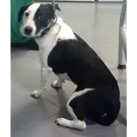Foto dell\'animale cane - Matr. 2017/2143 - Microchip 380260043262327