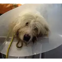 Foto dell\'animale cane - Matr. 2017/2145 - Microchip 380260043268776
