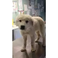 Foto dell\'animale cane - Matr. 2017/2146 - Microchip 380260043268968