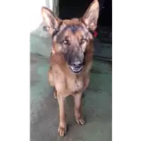 Foto dell\'animale cane - Matr. 2016/2169 - Microchip 380260042877272