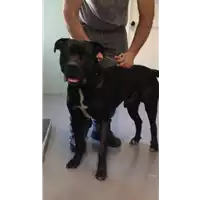 Foto dell\'animale cane - Matr. 2015/1850 - Microchip 380260002131907