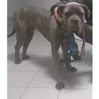 Foto dell\'animale cane - Matr. 2016/2170 - Microchip 380260002212574