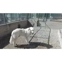Foto dell\'animale cane - Matr. 2016/0127 - Microchip 380260043152298