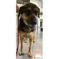 Foto dell\'animale cane - Matr. 2017/2158 - Microchip 380260040579362