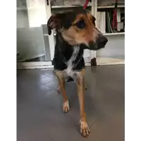 Foto dell\'animale cane - Matr. 2017/2159 - Microchip 380260043269014