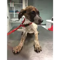 Foto dell\'animale cane - Matr. 2017/2160 - Microchip 380260043134873