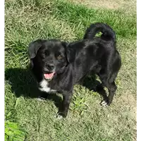 Foto dell\'animale cane - Matr. 2016/0406 - Microchip 380260040143410