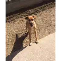 Foto dell\'animale cane - Matr. 2016/1777 - Microchip 380260042788969