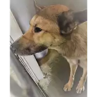 Foto dell\'animale cane - Matr. 2017/2182 - Microchip 380260043285027
