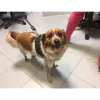 Foto dell\'animale cane - Matr. 2017/2191 - Microchip 380260002250147