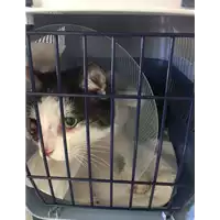 Foto dell\'animale gatto - Matr. 2017/2192 - Microchip 380260043148411
