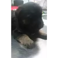 Foto dell\'animale cane - Matr. 2017/2183 - Microchip 380260043148649