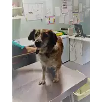 Foto dell\'animale cane - Matr. 2017/2194 - Microchip 380260043147846