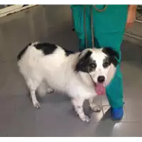 Foto dell\'animale cane - Matr. 2017/2195 - Microchip 380260043147224
