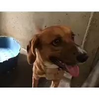 Foto dell\'animale cane - Matr. 2017/1085 - Microchip 380260043309927